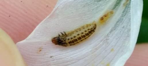 做梦吃瓜吃出来活虫子,吃瓜吃出活虫子的恐怖体验