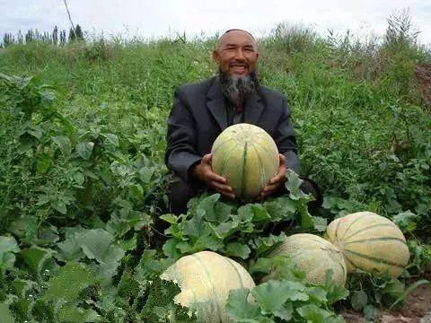 老汉瓜种怎么吃,解锁健康美味新体验