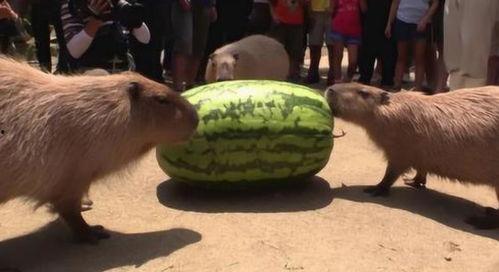 可惜鹅没有心 吃瓜,揭秘鹅的“无情”真相