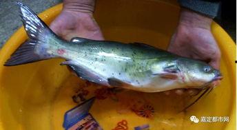 吃瓜的鱼,揭秘网络热词背后的趣味与智慧