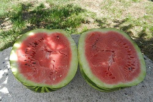 梦见去瓜地捡瓜吃