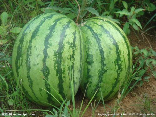 俩人在吃瓜,揭秘两位吃瓜群众的甜蜜邂逅