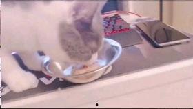 吃瓜蒲熠星,吃瓜界的明星，揭秘娱乐圈幕后故事