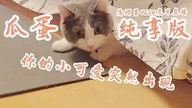 吃瓜蒲熠星,吃瓜界的明星，揭秘娱乐圈幕后故事