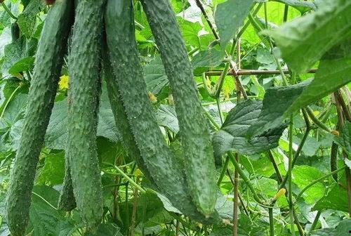 早上吃瓜了,揭秘早晨吃瓜的神奇益处