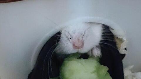 仓鼠熊吃瓜