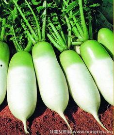 吃瓜萝卜,揭秘美食背后的故事与传奇