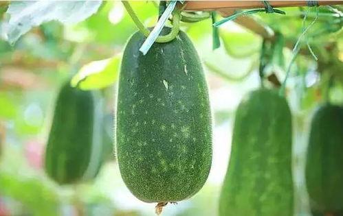 瓜可以这么吃,瓜类美食新吃法