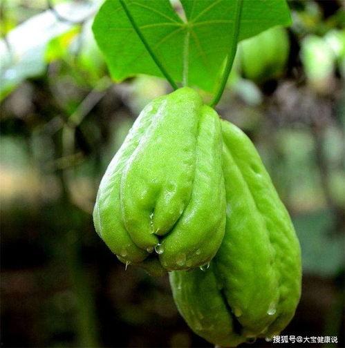 夏天吃佛手瓜,佛手瓜的养生美味