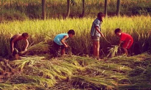 南乐人吃瓜,探寻地方特色美食的魅力